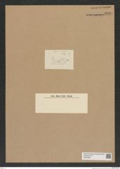 Diatomeae indet. Zeichnungen Sammlung Grunow Nr. 6831 (NHMW-BOT-W0375681)